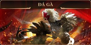 So sánh gà cựa sắt và gà đá chân không