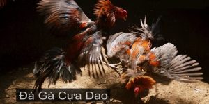Hiểu rõ các cửa cược tại đá gà 8DAY