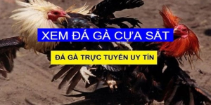 Thông tin về hình thức thi đấu đá gà cựa sắt